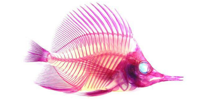 Transparent Specimen Fish